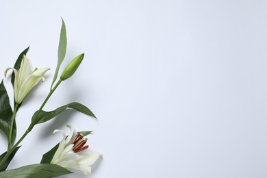 Photo of Beautiful lilies on white background, top view with space for text. Funeral symbol
