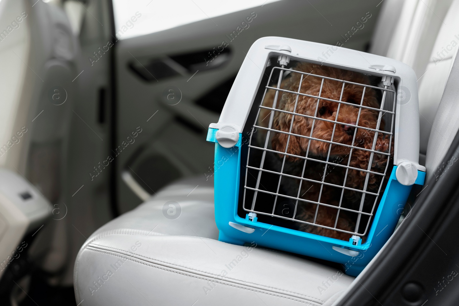 Photo of Cute dog in pet carrier travelling by car. Space for text