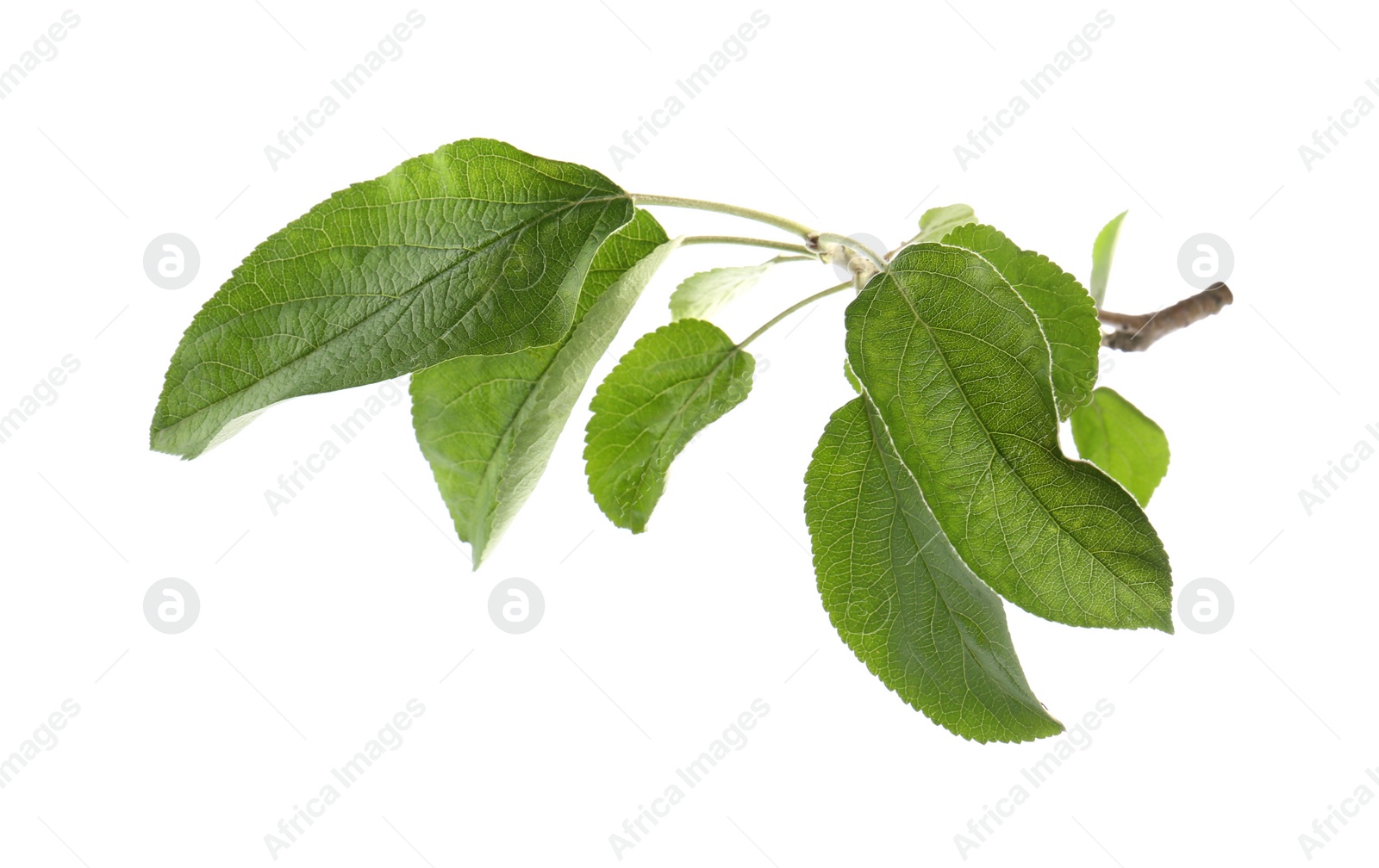 Photo of Branch of apple tree with green leaves isolated on white