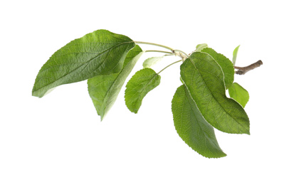 Photo of Branch of apple tree with green leaves isolated on white