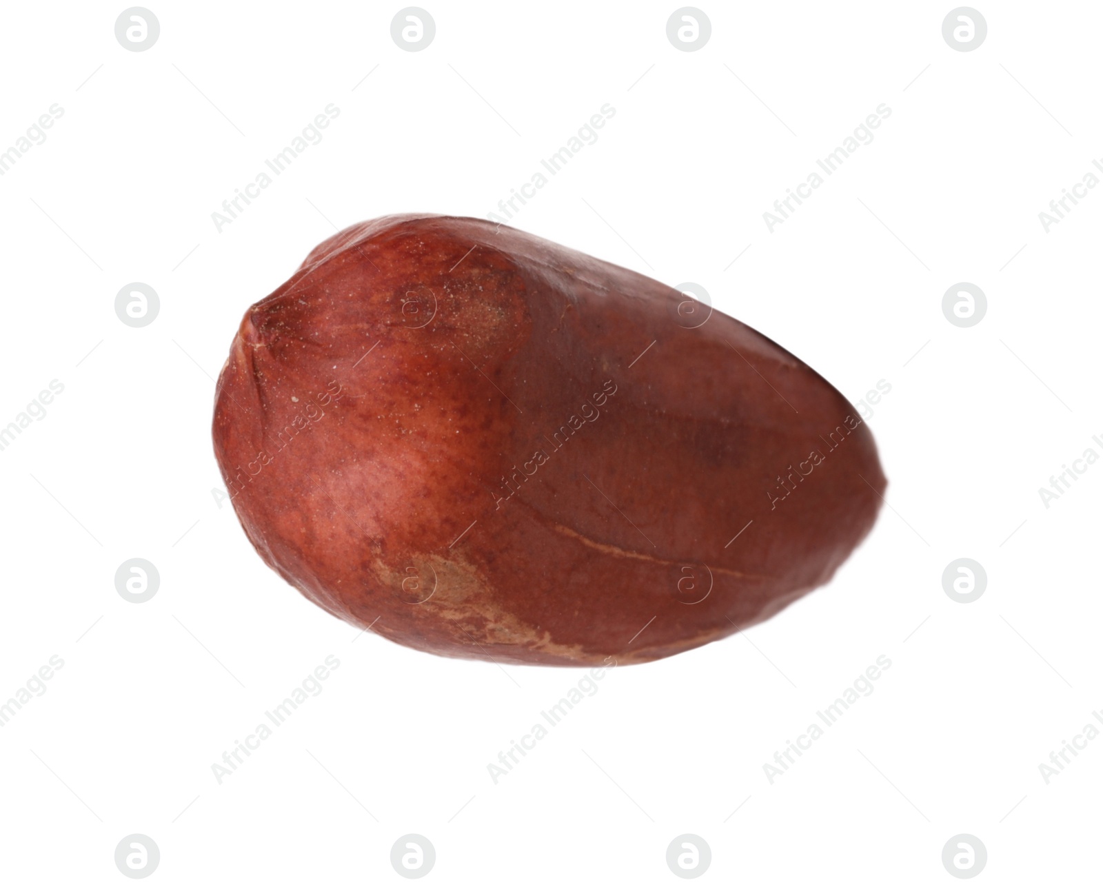 Photo of One fresh unpeeled peanut isolated on white