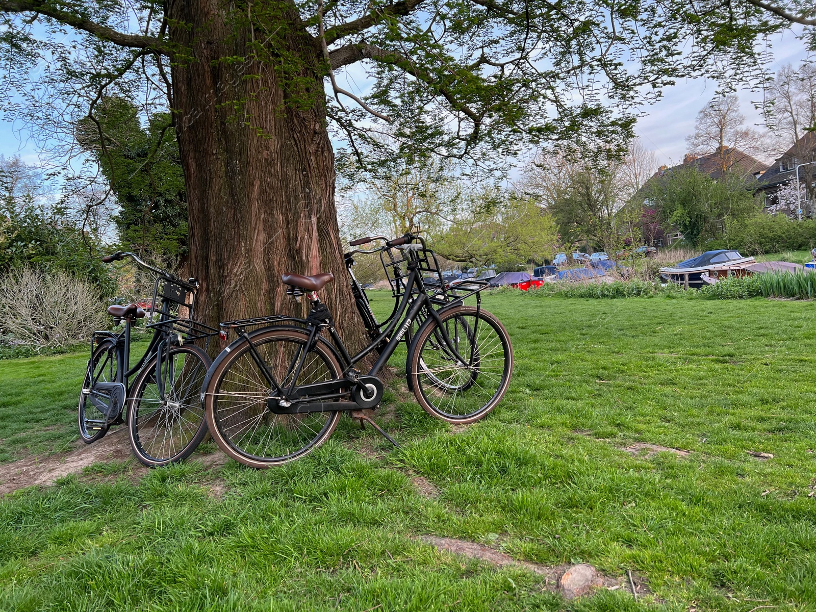 Photo of Many bicycles near tree in green park