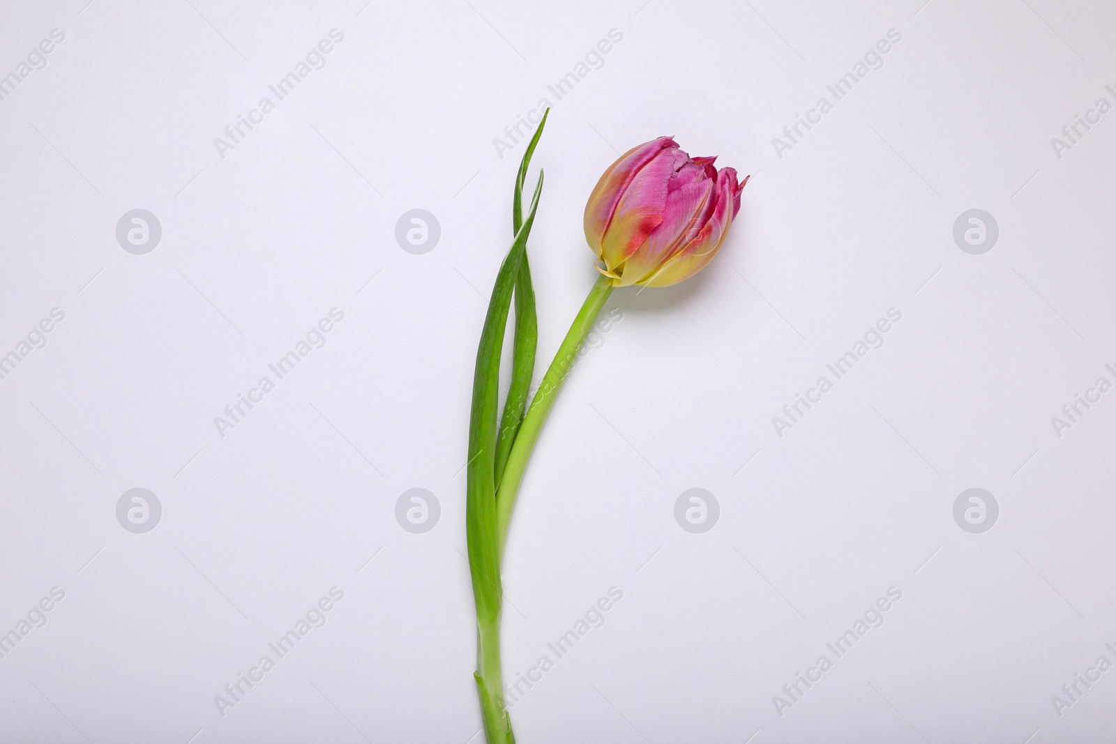 Photo of One pink tulip on white background, top view