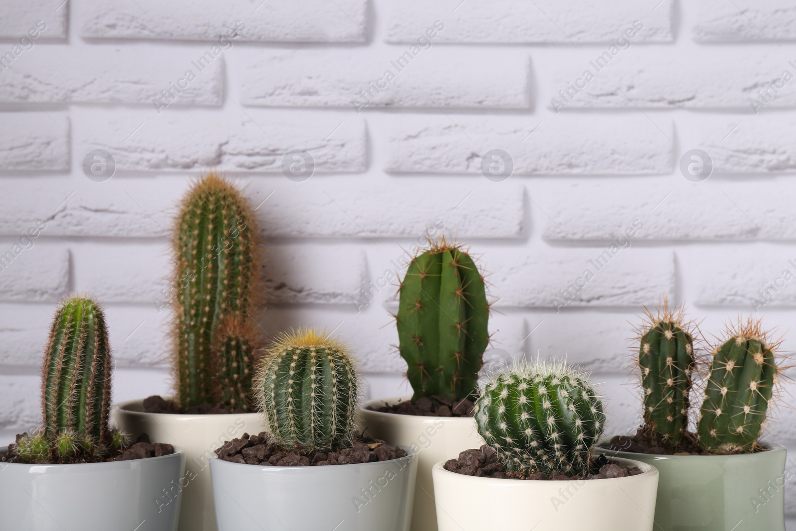 Photo of Many different beautiful cacti against white brick wall