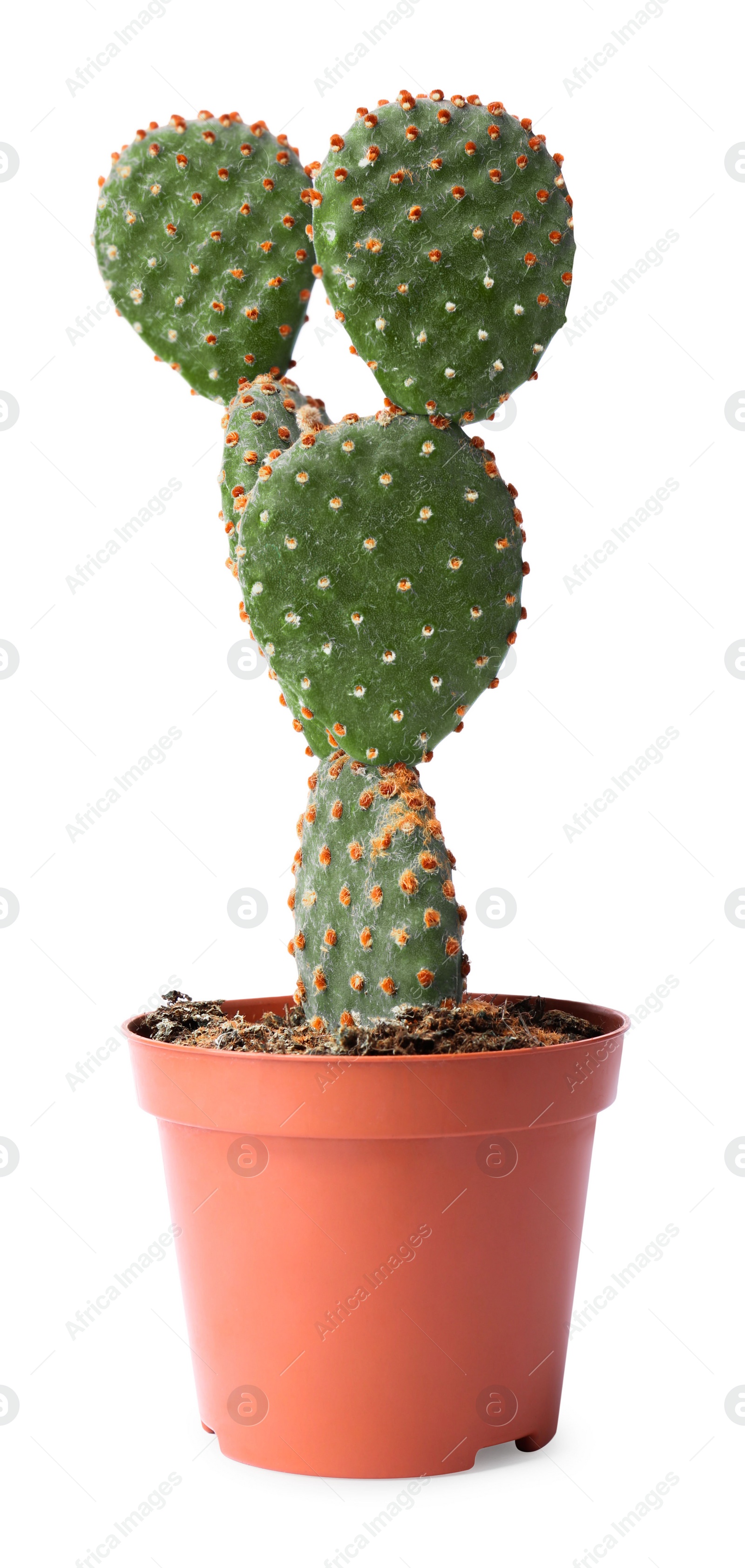 Photo of Beautiful Opuntia cactus in pot on white background