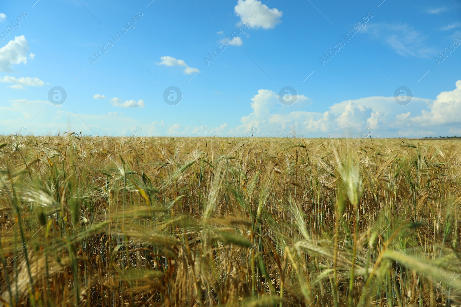 Photo of Wheat grain field on sunny day. Agriculture industry