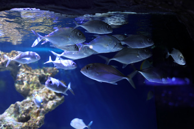 School of  beautiful silver fish in clear aquarium