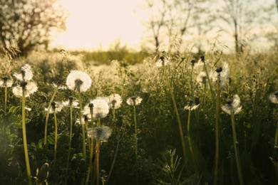 Beautiful fluffy dandelions growing outdoors on sunny day. Meadow flowers