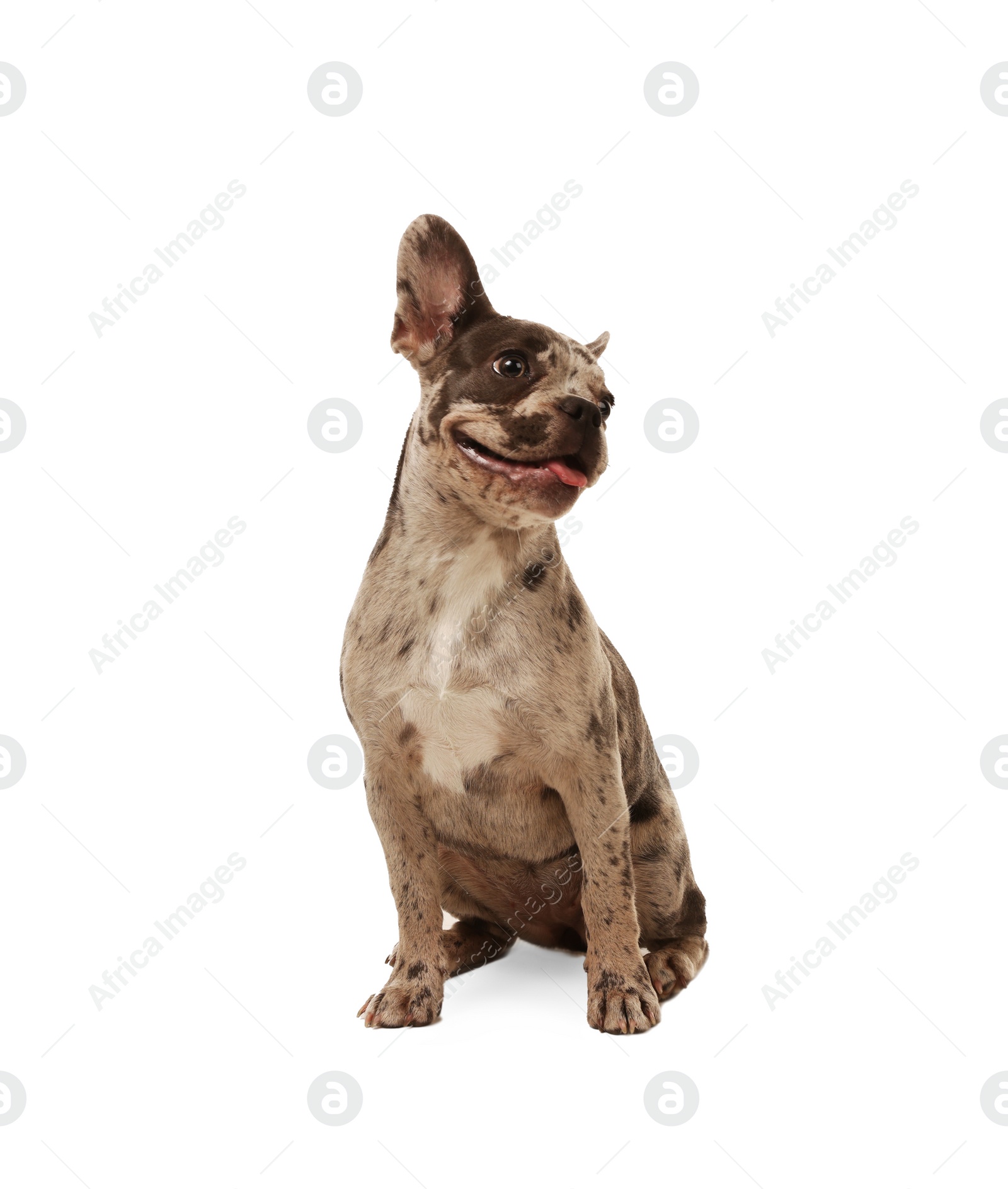 Photo of Cute French Bulldog sitting on white background