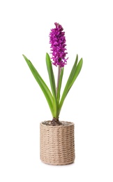 Beautiful spring hyacinth flower isolated on white