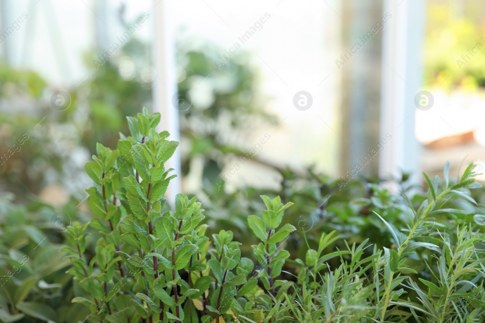 Photo of Mint and rosemary on blurred background. Space for text