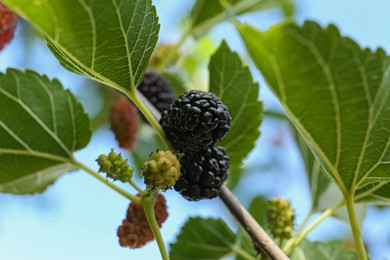 Photo of Branch with ripe and unripe mulberries in garden, closeup