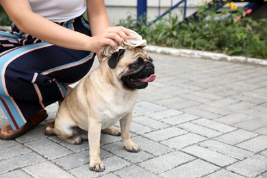Photo of Owner helping her pug dog on street in hot day, closeup. Heat stroke prevention