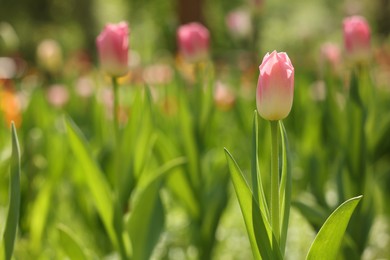 Photo of Beautiful pink tulips growing outdoors on sunny day, closeup. Space for text