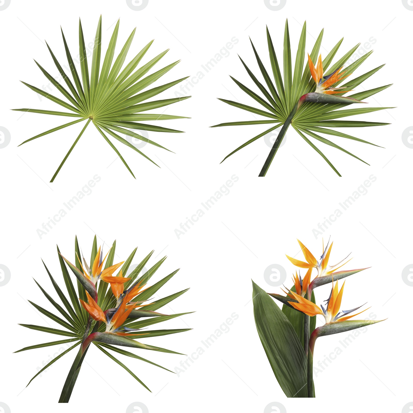 Image of Set with beautiful Bird of Paradise tropical flowers and green leaves on white background