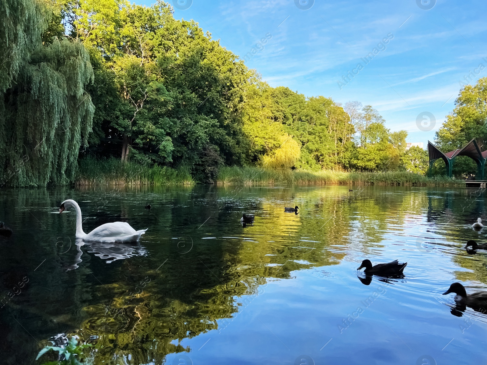 Photo of Beautiful white swan and many ducks swimming in lake outdoors