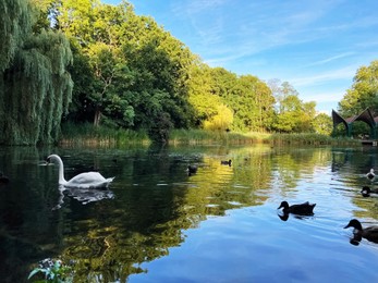 Beautiful white swan and many ducks swimming in lake outdoors