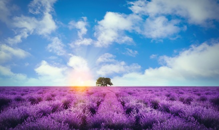 Image of Beautiful lavender field with single tree under amazing sky at sunrise