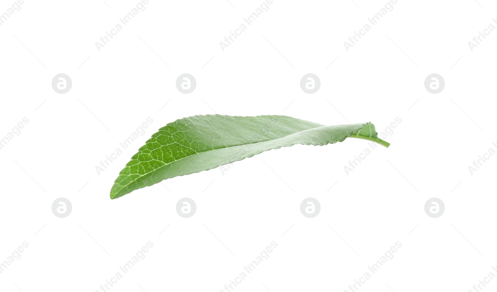 Photo of Fresh green peach leaf isolated on white