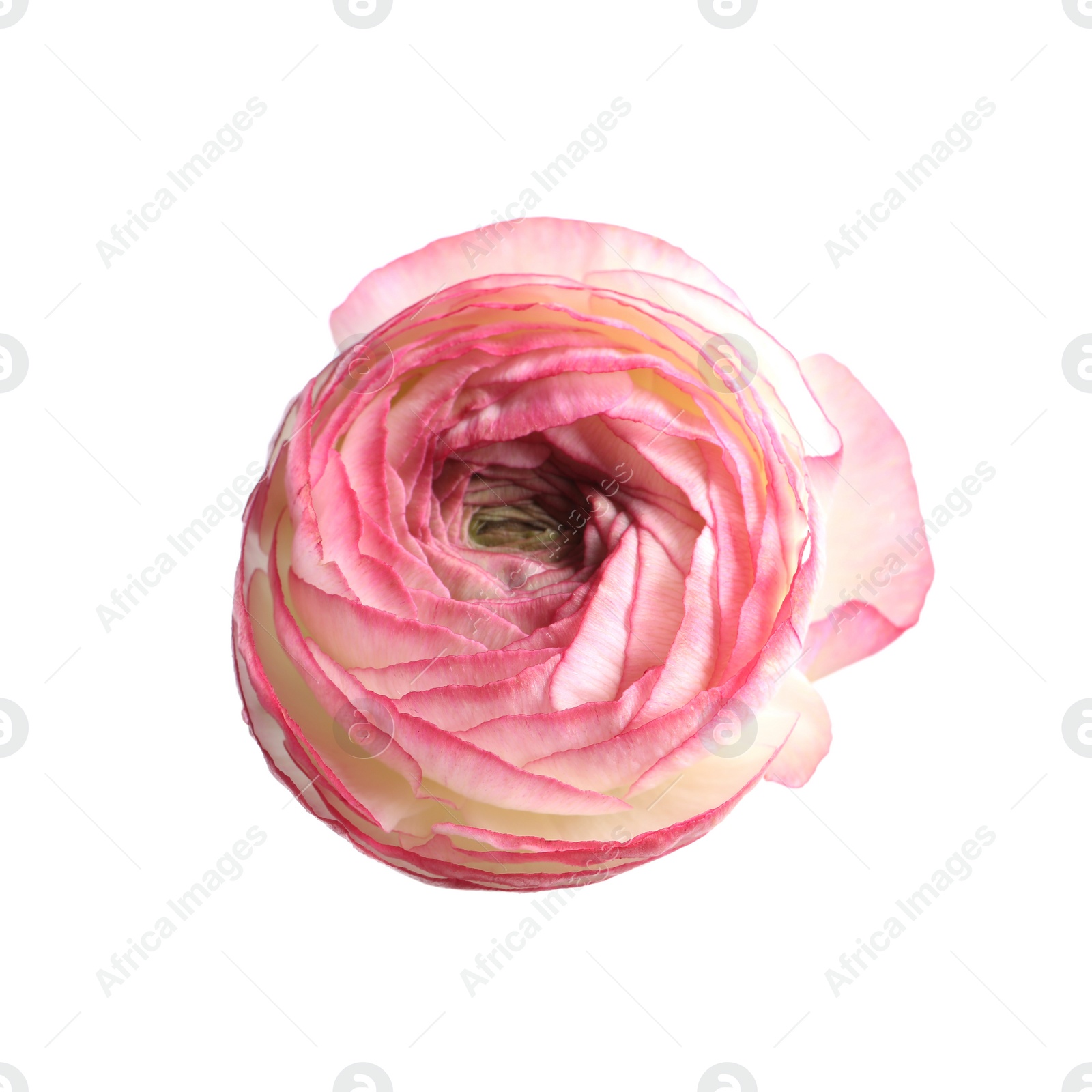 Photo of Beautiful fresh ranunculus flower isolated on white