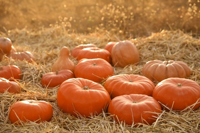 Ripe orange pumpkins among straw in field