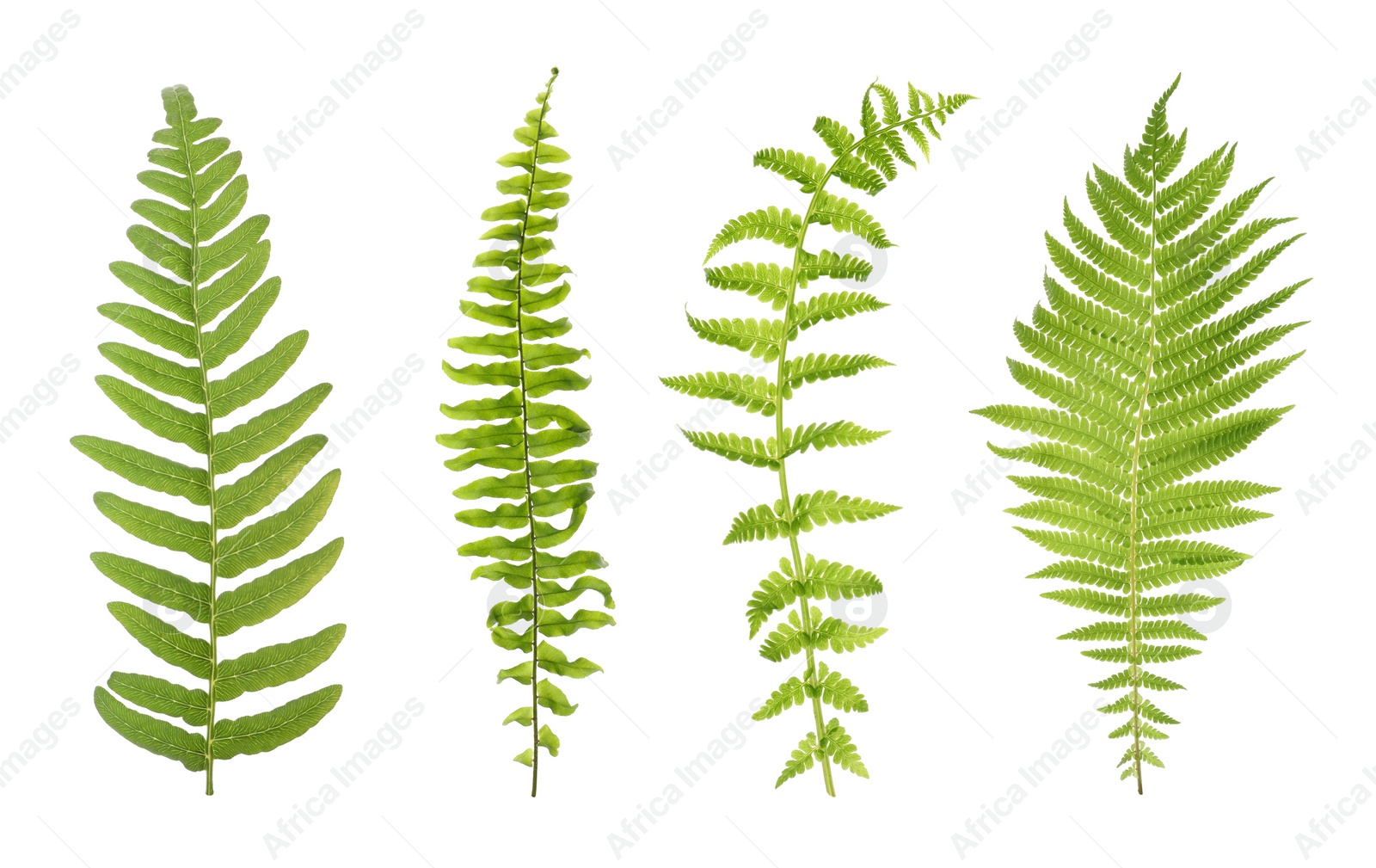 Image of Set with beautiful fern leaves on white background 