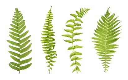 Image of Set with beautiful fern leaves on white background 