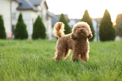 Photo of Cute Maltipoo dog on green lawn in backyard, space for text