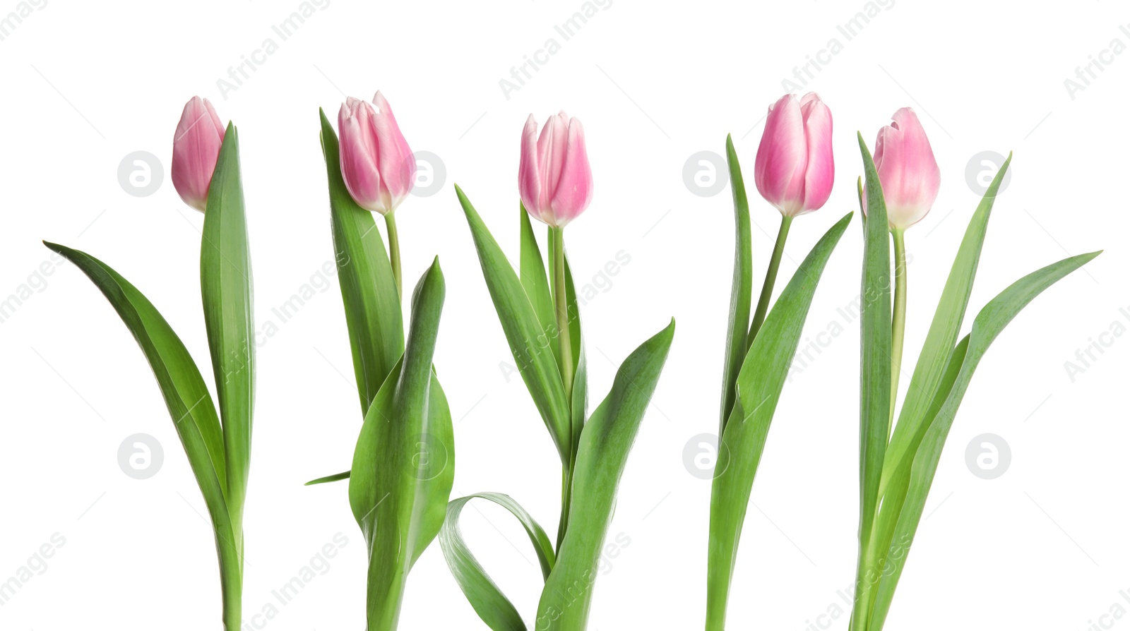 Photo of Beautiful pink spring tulips on white background