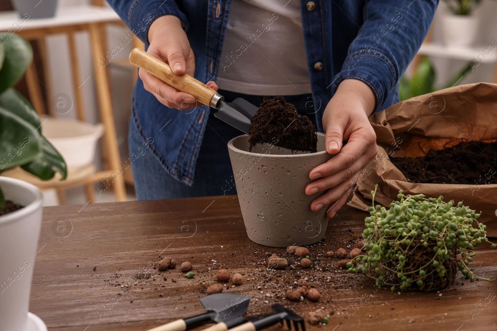 Photo of Woman filling flowerpot with soil at wooden table indoors, closeup. Transplanting houseplants