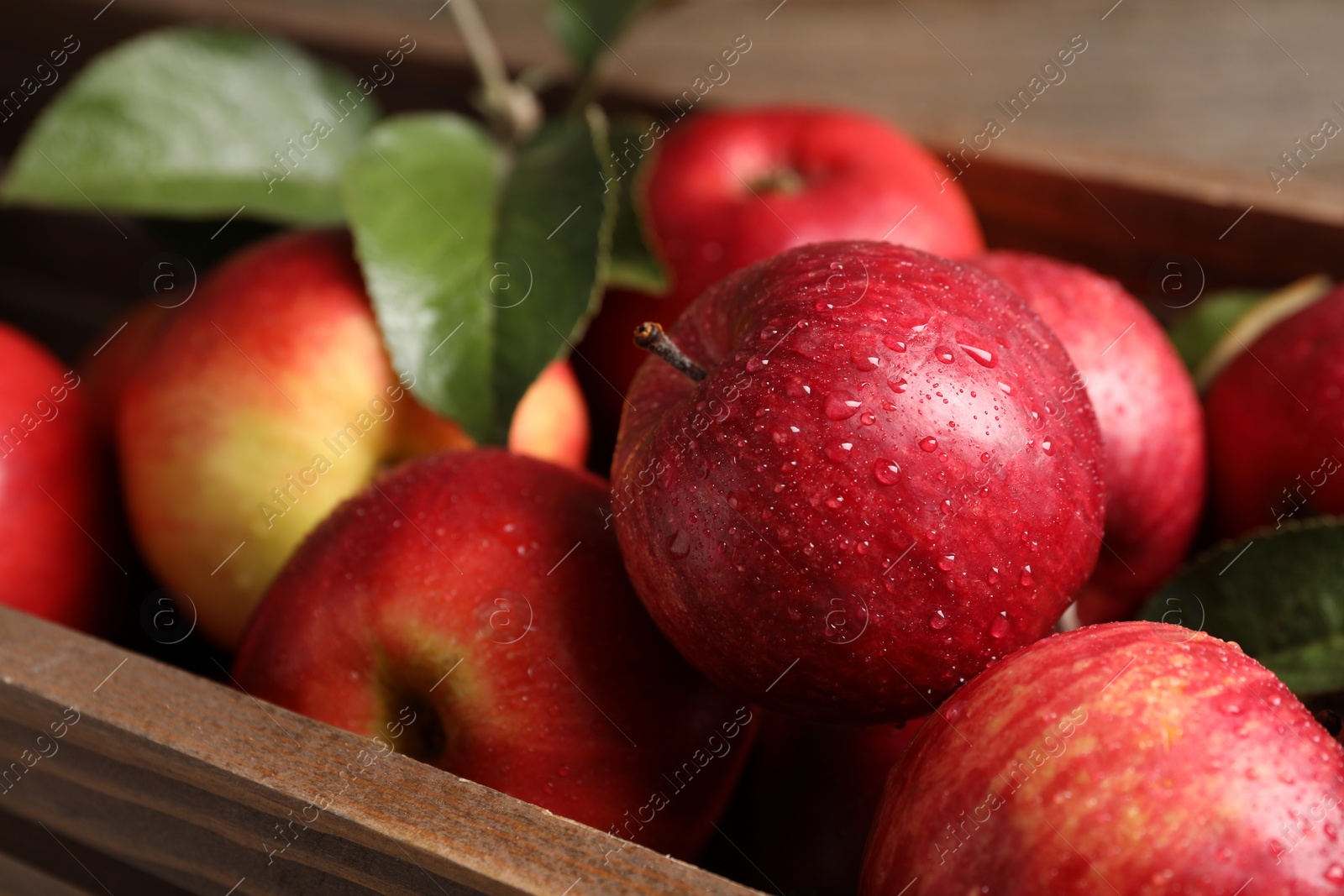 Photo of Ripe red apples with water drops and green leaves in crate, closeup