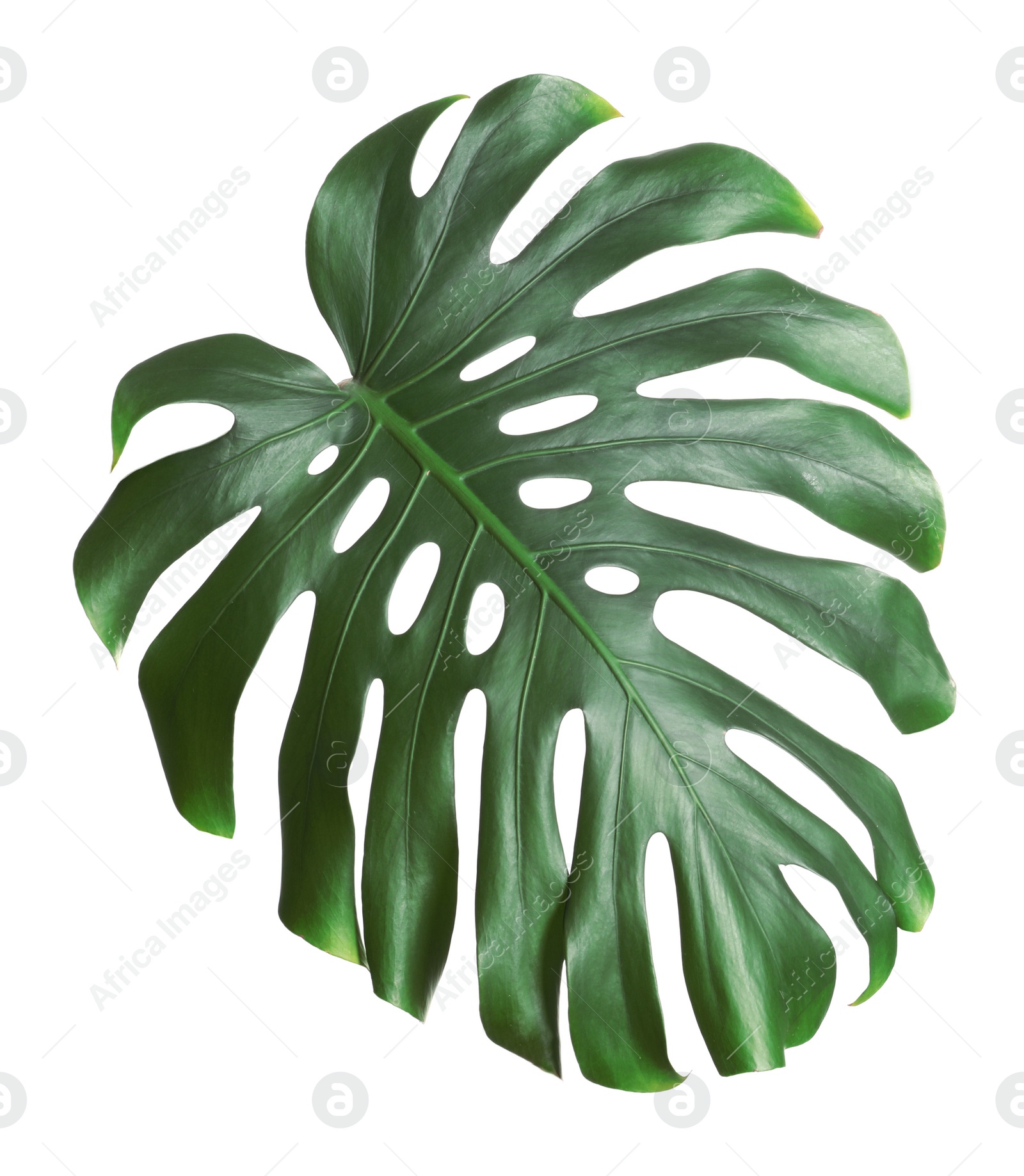 Photo of Green fresh monstera leaf isolated on white. Tropical plant