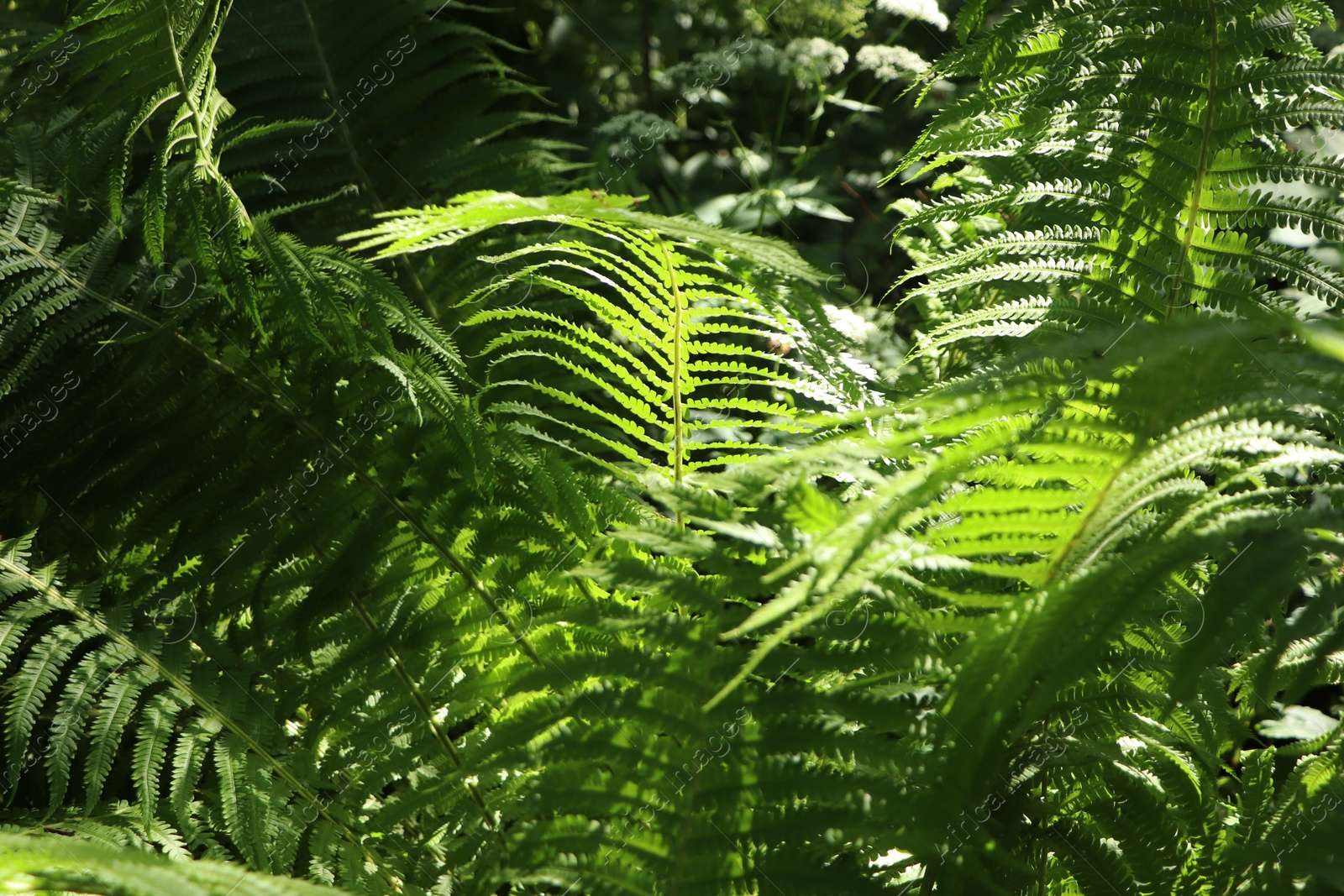 Photo of Beautiful fern with lush green leaves growing outdoors