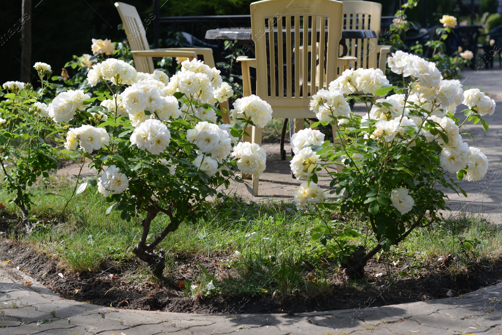 Photo of Bushes with beautiful roses in garden on sunny day
