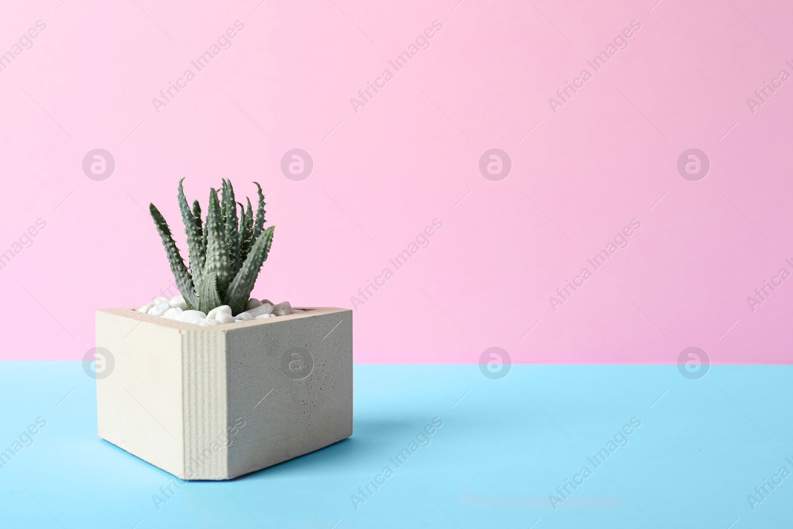 Photo of Beautiful succulent plant in stylish flowerpot on blue table against pink background, space for text. Home decor