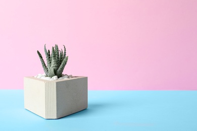 Beautiful succulent plant in stylish flowerpot on blue table against pink background, space for text. Home decor