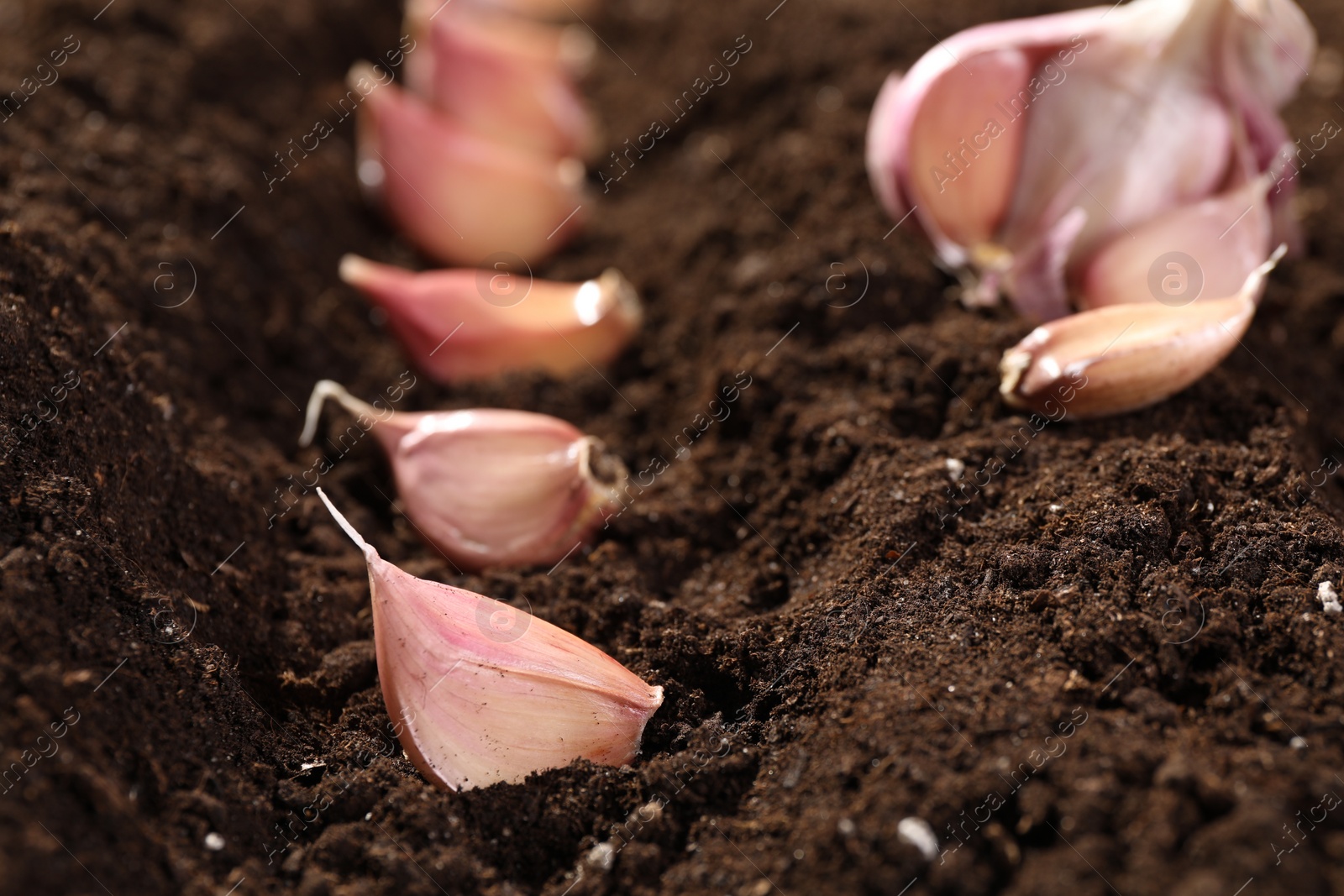 Photo of Garlic cloves in fertile soil, closeup. Vegetable planting