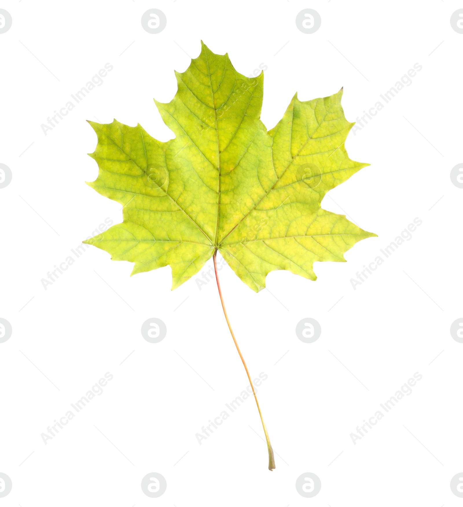 Photo of One maple leaf isolated on white. Autumn season