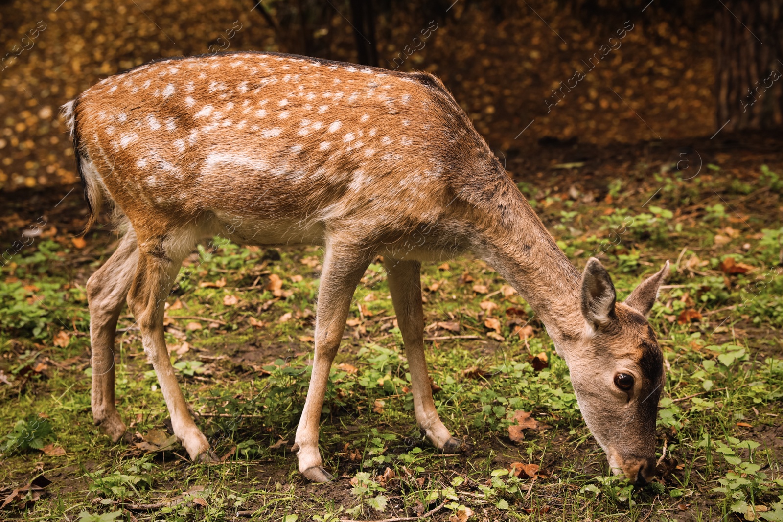 Photo of Cute doe in forest on autumn day