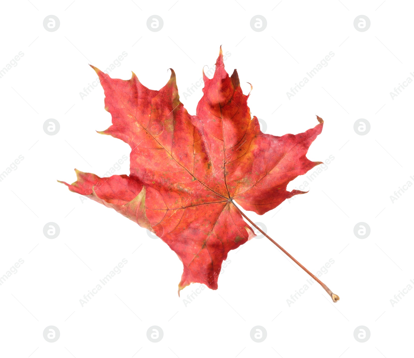 Photo of Autumn season. Maple leaf isolated on white