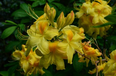 Photo of Blooming azalea plant with beautiful flowers outdoors, closeup