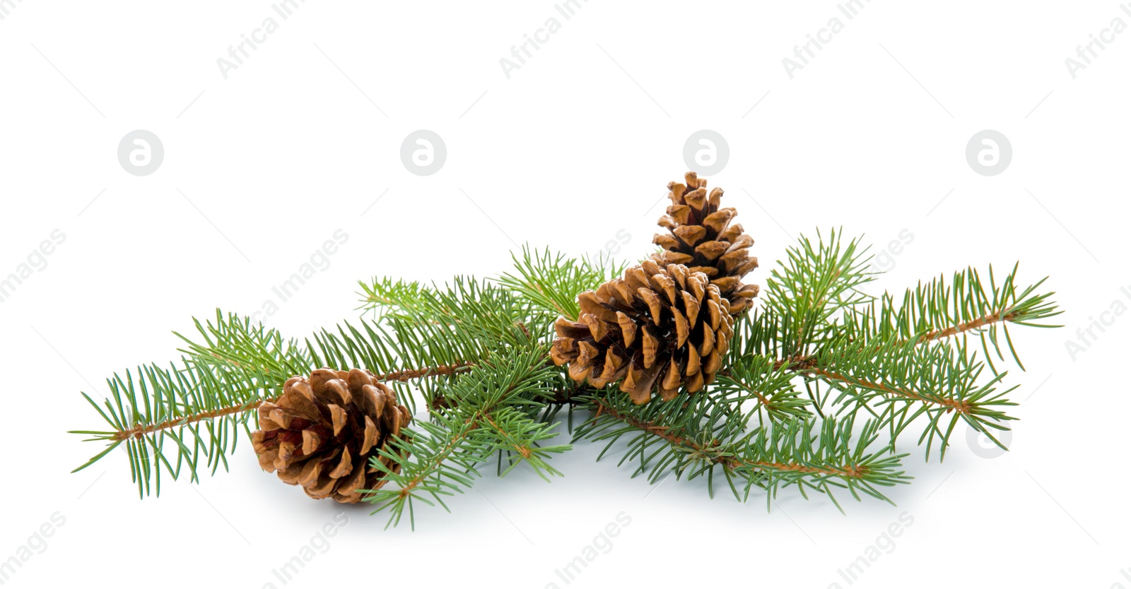 Photo of Christmas tree branch with cones on white background