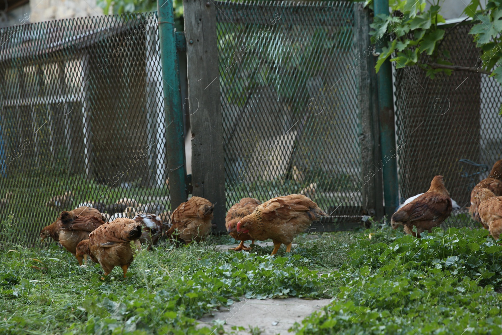 Photo of Many beautiful domestic chickens in farm outdoors