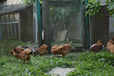 Many beautiful domestic chickens in farm outdoors