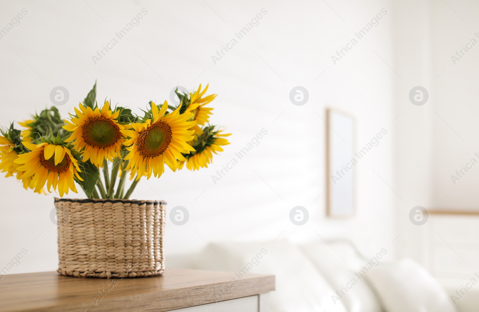 Photo of Beautiful yellow sunflowers on wooden table in room, space for text