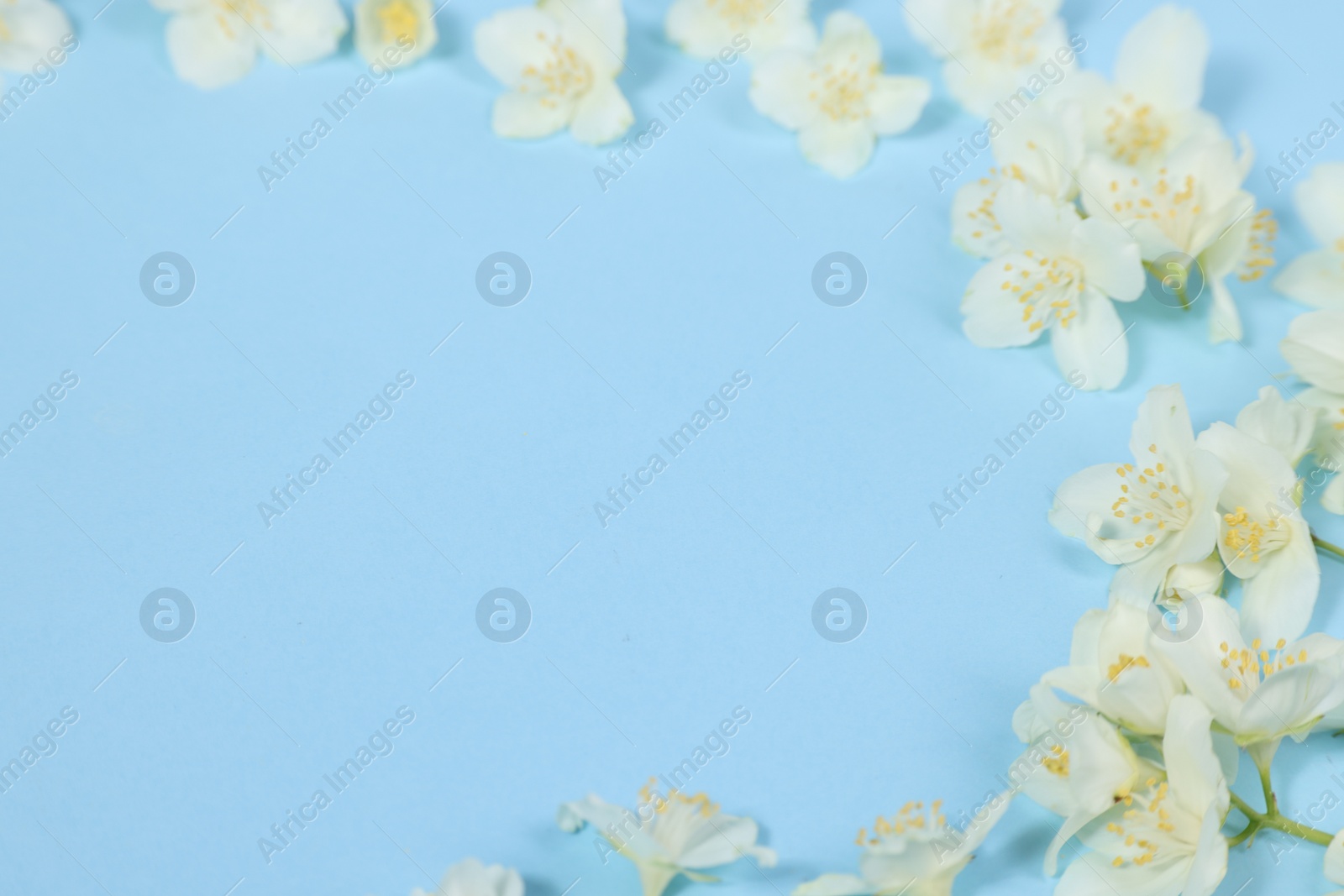 Photo of Beautiful jasmine flowers on light blue background, closeup. Space for text