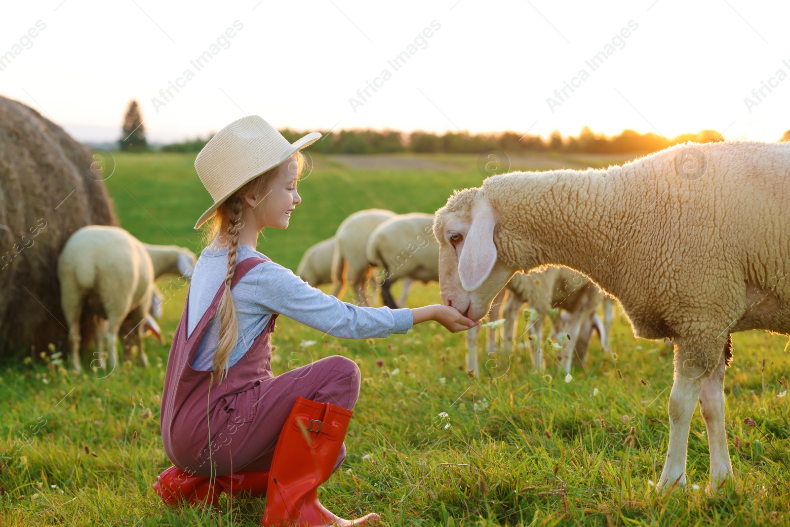 Photo of Girl feeding sheep on pasture. Farm animals