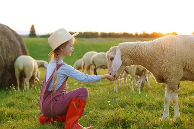 Girl feeding sheep on pasture. Farm animals