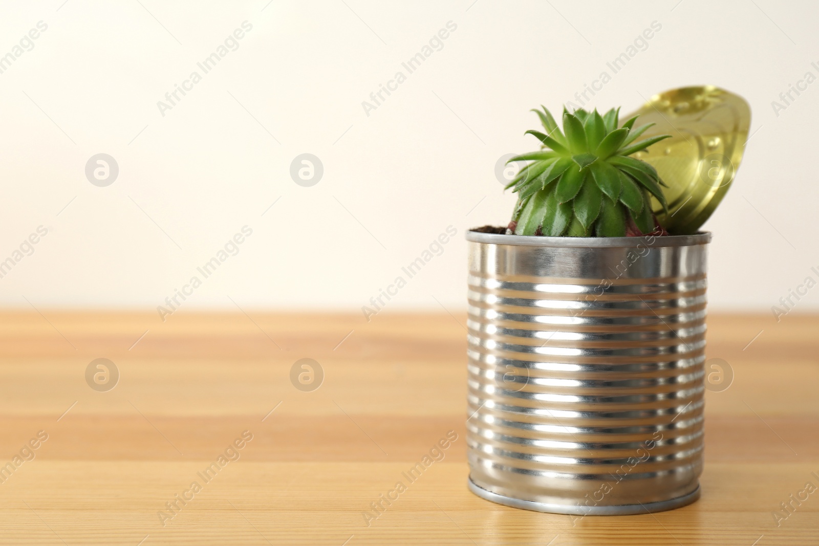 Photo of Houseplant in tin can on wooden table, closeup. Space for text