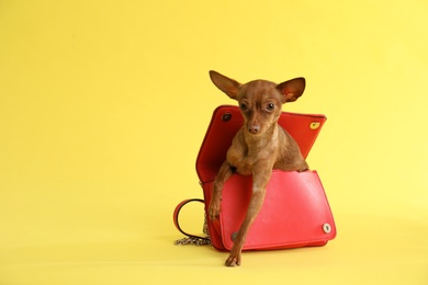 Photo of Cute toy terrier in female handbag on color background, space for text. Domestic dog